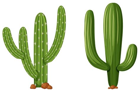 Black silhouettes of cacti, agave, joshua tree, and prickly pear. . Cactus vector